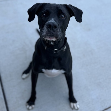 ROSCOE - Mixed Breed, Large (over 44 lbs fully grown) / Mix available for adoption