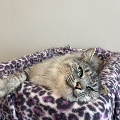 MR. FANCY (FGN) - Domestic Longhair / Mix available for adoption