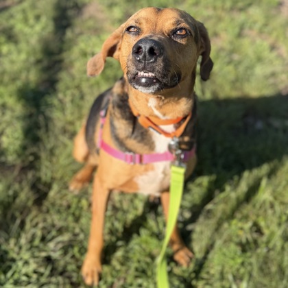 MOOSE - Mixed Breed, Large (over 44 lbs fully grown) / Mix available for adoption