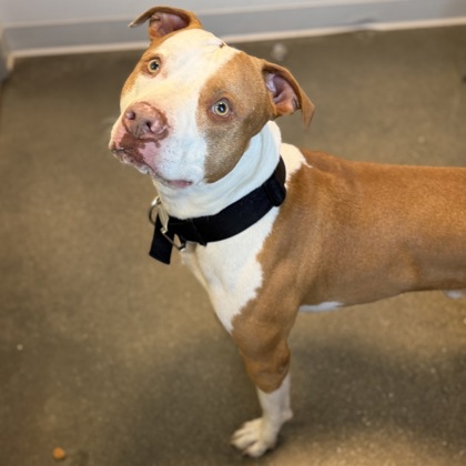 ACE - Mixed Breed, Large (over 44 lbs fully grown) / Mix available for adoption