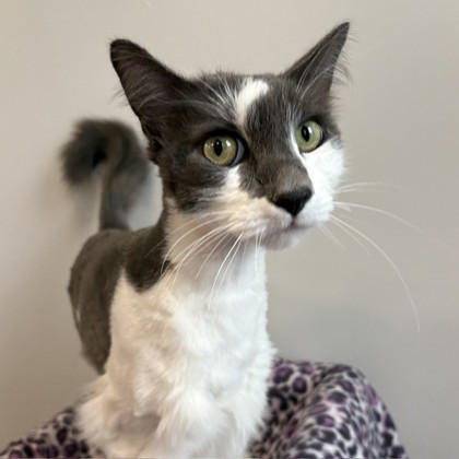 LION - Domestic Shorthair / Mix available for adoption