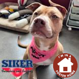 BILLIE - Mixed Breed, Large (over 44 lbs fully grown) / Mix for adoption in Rockford