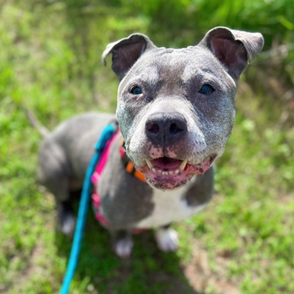 COCO - Mixed Breed, Medium (up to 44 lbs fully grown) / Mix for adoption in Rockford