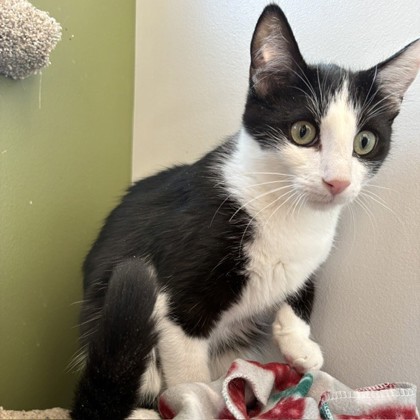 RUFFLES - Domestic Shorthair / Mix available for adoption