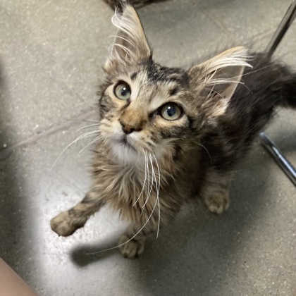 BILLY - Domestic Medium Hair / Mix available for adoption