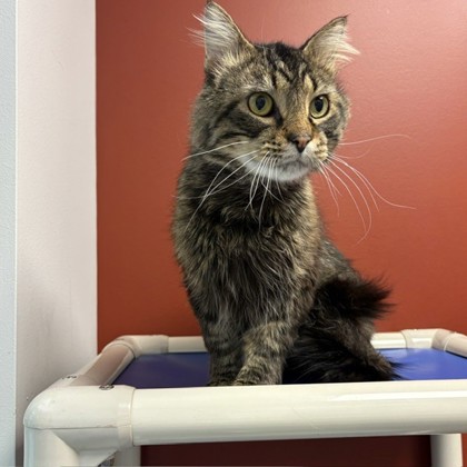 BESSIE D. - Domestic Shorthair / Mix available for adoption