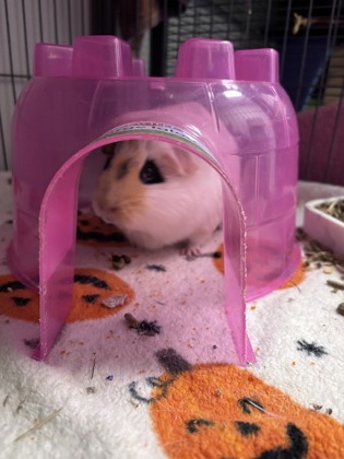 CHEEZ-IT - Guinea Pig / Guinea Pig available for adoption