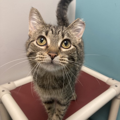PRESIDENT SNOW - Domestic Shorthair / Mix available for adoption