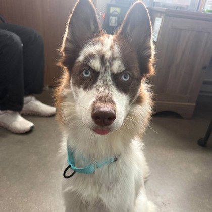 LUNA - Mixed Breed, Medium (up to 44 lbs fully grown) / Mix available for adoption