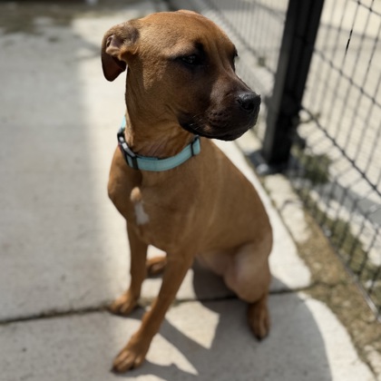 CALAMITY - Mixed Breed, Medium (up to 44 lbs fully grown) / Mix available for adoption