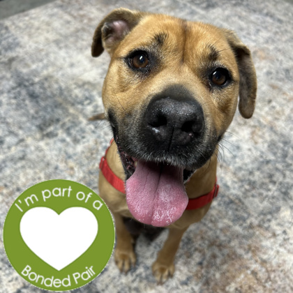 ELI - Mixed Breed, Large (over 44 lbs fully grown) / Mix for adoption in Rockford
