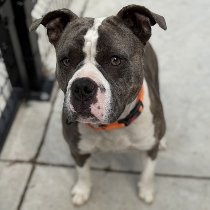 BRINDI - Mixed Breed, Medium (up to 44 lbs fully grown) / Mix available for adoption