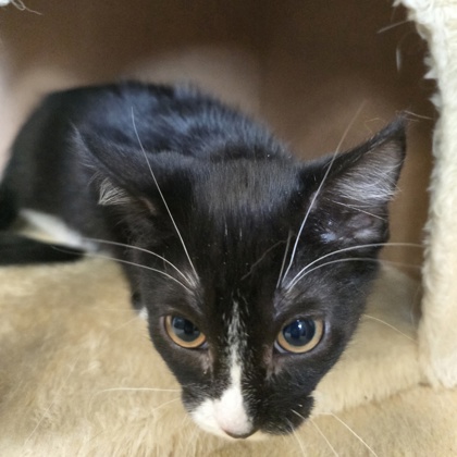 GARBANZO BEAN - Domestic Shorthair / Mix for adoption in Rockford