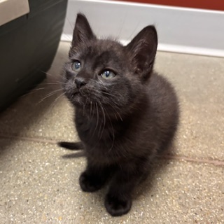 BERRY - Domestic Shorthair / Mix available for adoption