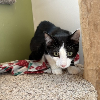 RUFFLES - Domestic Shorthair / Mix available for adoption