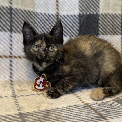 BEAR - Domestic Shorthair / Mix available for adoption