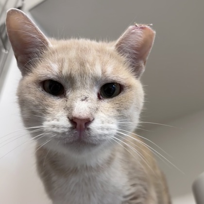 TURKEY - Domestic Shorthair / Mix available for adoption