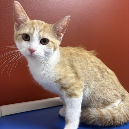 CAROUSEL - Domestic Medium Hair / Mix available for adoption
