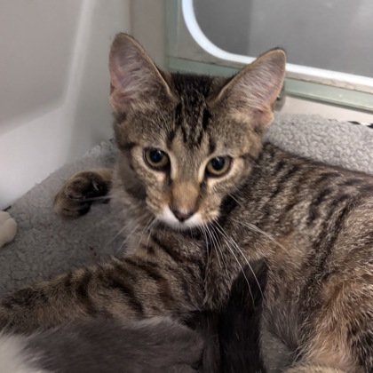 OCTOBER - Domestic Shorthair / Mix available for adoption