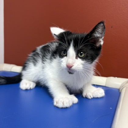FRITZ - Domestic Shorthair / Mix available for adoption
