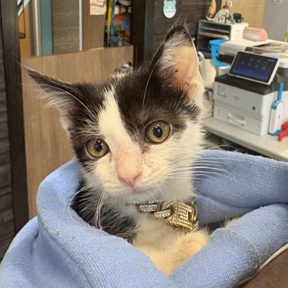 TYSON - Domestic Shorthair / Mix available for adoption