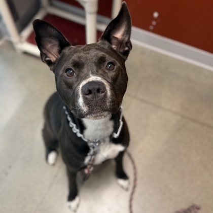 ASTRID - Mixed Breed, Medium (up to 44 lbs fully grown) / Mix available for adoption