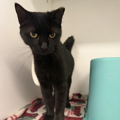 HABANERO - Domestic Shorthair / Mix available for adoption