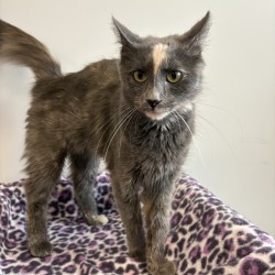 BESTAT - Domestic Longhair / Mix available for adoption