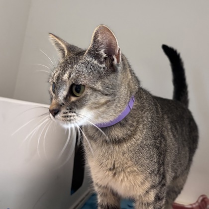 DEB - Domestic Shorthair / Mix available for adoption