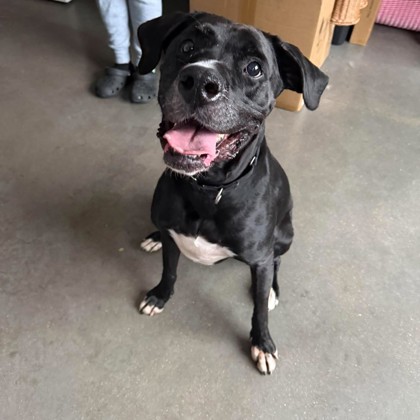 ROSCOE - Mixed Breed, Large (over 44 lbs fully grown) / Mix available for adoption
