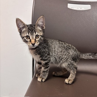BEAN - Domestic Shorthair / Mix available for adoption
