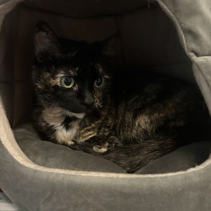 SANDY CHEEKS - Domestic Shorthair / Mix available for adoption
