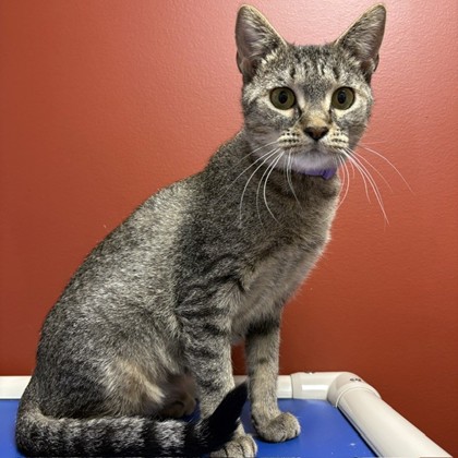 BESSIE D. - Domestic Shorthair / Mix available for adoption