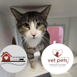 ADDIE - Domestic Shorthair / Mix for adoption in Rockford