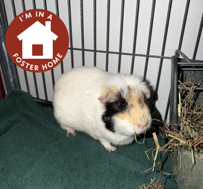 CHEEZ-IT - Guinea Pig / Guinea Pig available for adoption