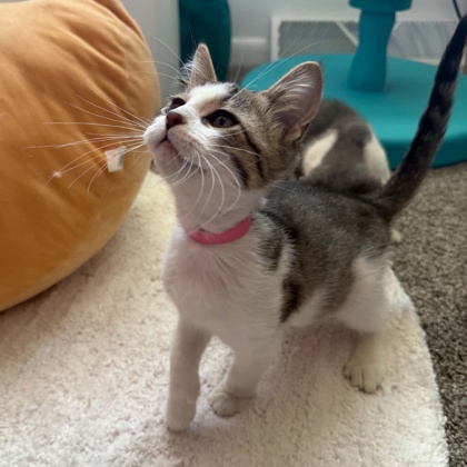 COLT - Domestic Shorthair / Mix available for adoption