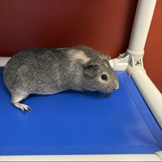 PEANUT - Guinea Pig / Guinea Pig available for adoption