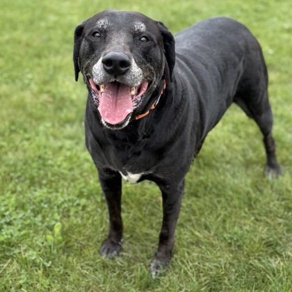 BAILEY - Mixed Breed, Large (over 44 lbs fully grown) / Mix available for adoption