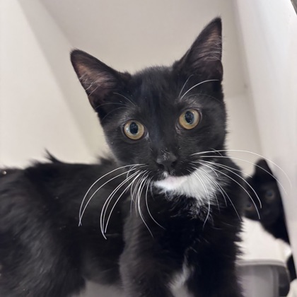 ELOISE - Domestic Shorthair / Mix available for adoption