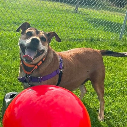 ROBYN - Mixed Breed, Medium (up to 44 lbs fully grown) / Mix available for adoption