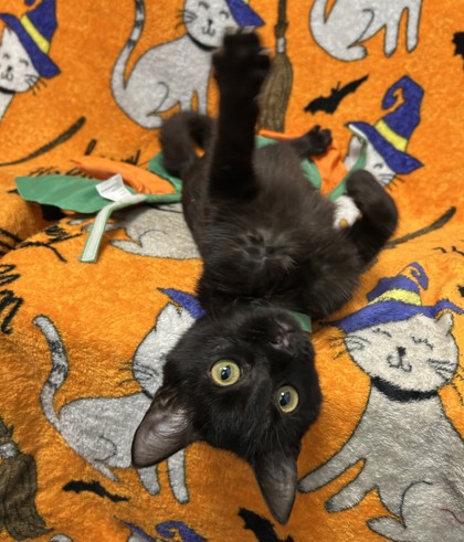 ALDO - Domestic Shorthair / Mix available for adoption