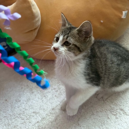 RUGER - Domestic Shorthair / Mix available for adoption