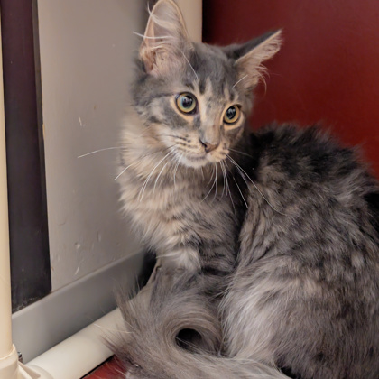 BOBBY - Domestic Medium Hair / Mix available for adoption