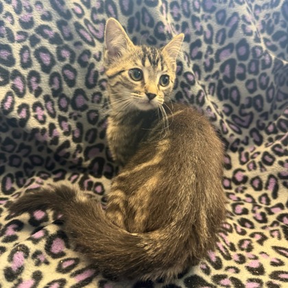 7UP - Domestic Shorthair / Mix available for adoption