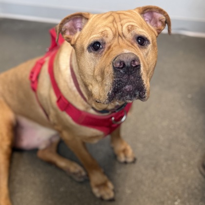 ARCHIE - Mixed Breed, Large (over 44 lbs fully grown) / Mix available for adoption