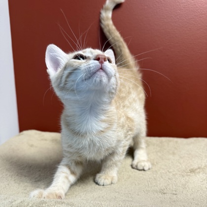 CHEESE - Domestic Shorthair / Mix available for adoption