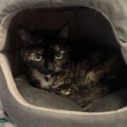 SANDY CHEEKS - Domestic Shorthair / Mix available for adoption