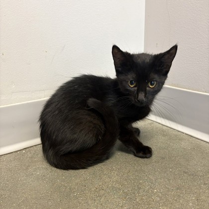 ICICLE - Domestic Shorthair / Mix for adoption in Rockford