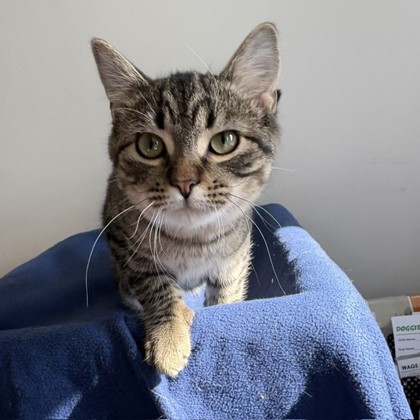 HERSHEY'S - Domestic Shorthair / Mix available for adoption