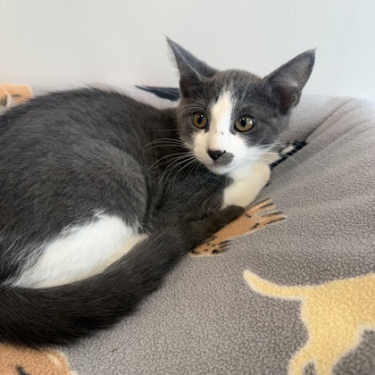AMAZONITE - Domestic Shorthair / Mix available for adoption